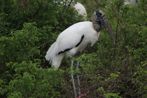 Wood Stork, photo 7 of 7