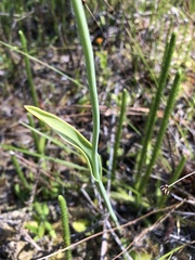 Cleistesiopsis divaricata