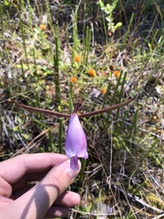 Cleistesiopsis divaricata