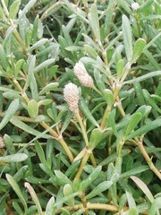 Blutaparon vermiculare