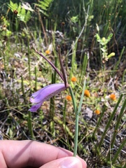 Cleistesiopsis divaricata