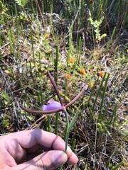 Cleistesiopsis divaricata