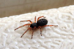 Trachelopachys cingulipes