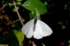 Hesperocharis anguitia
