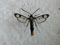 Synanthedon scoliaeformis