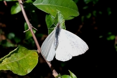 Hesperocharis anguitia