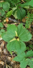Trillium sessile