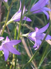 Campanula rapunculus