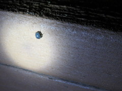 Germarostes globosus