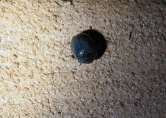 Germarostes globosus