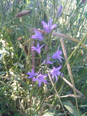 Campanula rapunculus