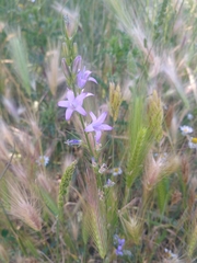 Campanula rapunculus