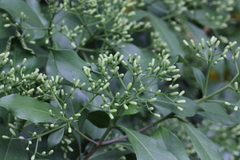 Tarenna attenuata