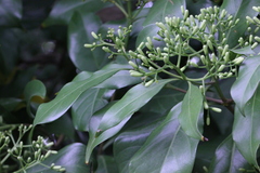 Tarenna attenuata
