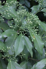 Tarenna attenuata