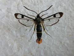 Synanthedon scoliaeformis