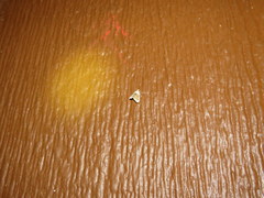 Lipocosmodes fuliginosalis