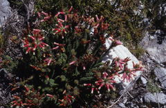 Erica gysbertii × massonii