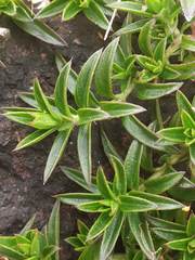 Lepidagathis keralensis