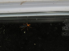 Podabrus fayi
