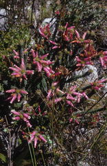 Erica gysbertii × massonii