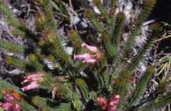 Erica gysbertii
