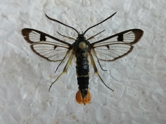 Synanthedon scoliaeformis