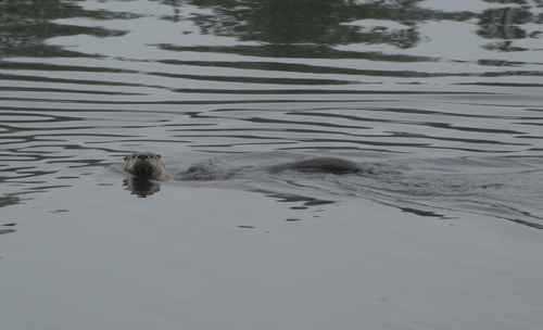 North American River Otter photographed in Montana