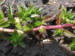 Lepidagathis keralensis