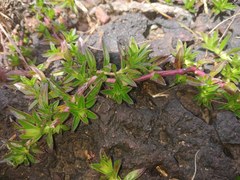 Lepidagathis keralensis