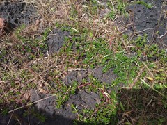 Lepidagathis keralensis