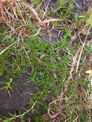 Lepidagathis keralensis