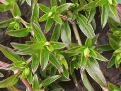 Lepidagathis keralensis