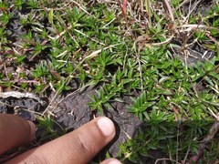 Lepidagathis keralensis