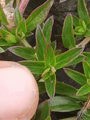 Lepidagathis keralensis