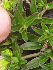 Lepidagathis keralensis