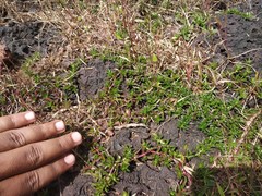 Lepidagathis keralensis