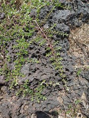 Lepidagathis keralensis