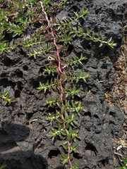 Lepidagathis keralensis