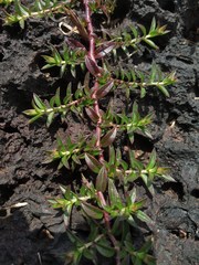 Lepidagathis keralensis