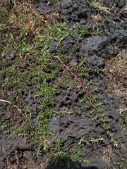 Lepidagathis keralensis