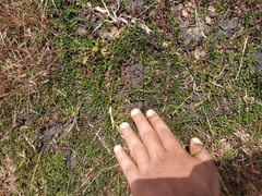 Lepidagathis keralensis