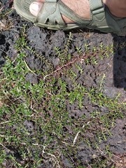 Lepidagathis keralensis