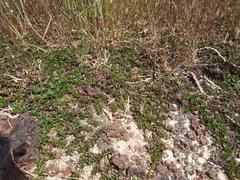 Lepidagathis keralensis