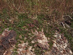 Lepidagathis keralensis