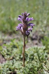 Phelipanche caesia