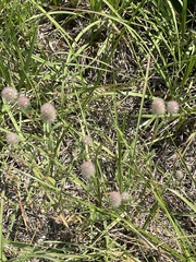 Trifolium arvense