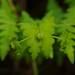 Water Fern - Photo (c) 博甫, some rights reserved (CC BY-NC), uploaded by 博甫