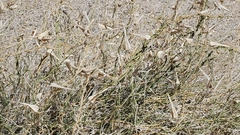Funastrum hirtellum