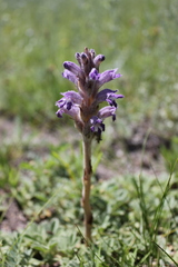 Phelipanche caesia